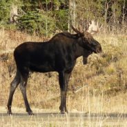 Moose Killed By Wildlife Troopers After Woman Films Herself Feeding It