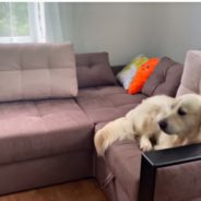 Owner Tries To Introduce Dog To New Kitten But Pup Refuses To Even Look At Him