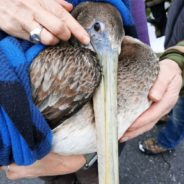 Pelican Blown Off Course By Storm Survives Hypothermia And Frostbite After Being Rescued In Connecticut