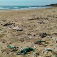 People Shocked To Discover What Appears To Be Trash On Texas Beach Is Actually Sessile Animal