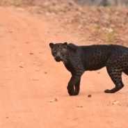 Photographer Captures Footage Of Rare Black Leopard