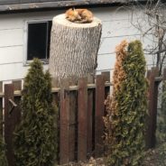 Photos Of A Fox Curled Up And Napping On A Stump Go Viral