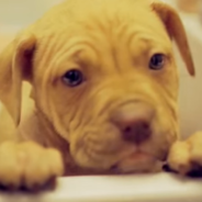 Pit Bull Puppy Takes Her First Bath In The Sink