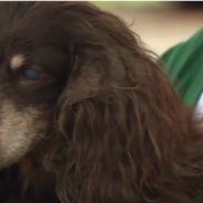 Police Officer Rescues Deaf And Blind Dog That Fell Into A Sewer