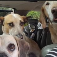 Portland Woman & Friends Thwart Dognappers Who Stole Van With 12 Pups Inside