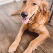 Pregnant Rescue Dog Got Her Own Maternity Photoshoot And The Pictures Are Adorable