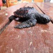 Rescuers Are Using Mayo To Save Turtles Covered In Tar