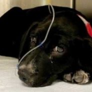 Rescuers Saved This Puppy & Dog From The Brink Of Death. With Your Help, We Can Change Their Lives