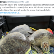 Rescuers Work To Save Thousands Of ‘Cold-Stunned’ Sea Turtles In Texas