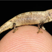 Scientists Discover World’s Smallest Known Reptile Which They Named The ‘Nano-Chameleon’