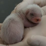 Scientists Have Cloned a Black-footed Ferret Using 30-Year-Old Cells