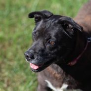 Senior Rescue Dog Gets A Forever Home After A Decade In A Shelter