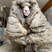 Sheep Is Given A Stunning Transformation After Years of Neglect