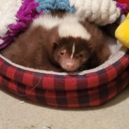 Skunk Walks Again Thanks To A Custom Made Wheelchair