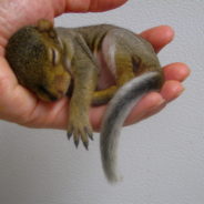 Soldier Rescues Baby Squirrel’s Life And Now They’re Inseparable