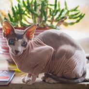 Sphinx Cat Provides A ‘Calming Presence’ For Children After Trauma