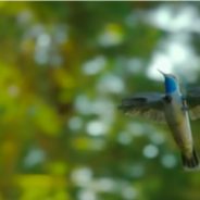 Spy Hummingbird Drone Captures Rare Footage Of Monarch Butterfly Swarm