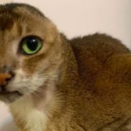 Stray Cat Who Lost Ears Finds Perfect Forever Home