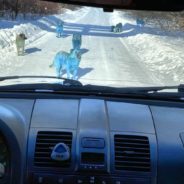 Stray Dogs Allegedly Turned Bright Blue After Coming Into Contact With Chemicals