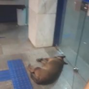 Stray Dogs Stay Cool During Heatwave By Hanging Out Inside Of A Bank