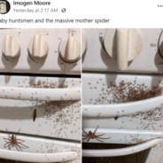 Student Finds A Giant Huntsman Spider And Hundreds Of Babies Swarming Her Oven