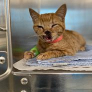 Surgeons Use Buttons To Stabilize Cat’s Jaw After Dog Attack