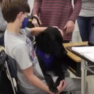 Therapy Dog Wally Gets Straight A’s From Kids On His First Day Of School