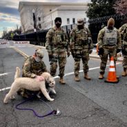 Therapy Dogs Paid The National Guard A Visit For Valentine’s Day