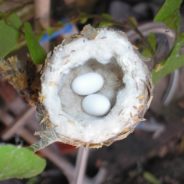 These Tiny Eggs And Nests In Your Yard Belong To Hummingbirds And They Are Protected By The Law