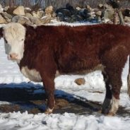 Thousands Sign Petition To Save Steer That Escaped Slaughterhouse And Is On The Loose In Rhode Island