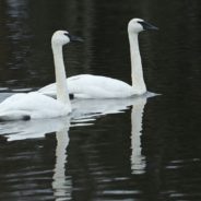 Threatened Swan Pete Suddenly Dies, Dealing Another Blow To His Species