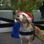 Trainer And Her Staffie Perform An Adorable Dance Routine