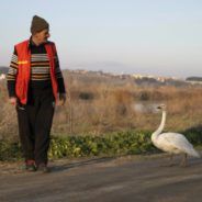 Turkish Man Rescued Swan 37 Years Ago And They Have Been Best Friends Ever Since