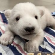 Twin Polar Bear Cubs Born At Detroit Zoo