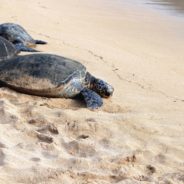 Vacation Turns Into A Rescue Mission When Couple Sees Freezing Sea Turtles