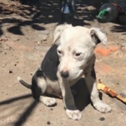 Vet Finds Sharp Bone Fragment Lodged In Neglected Puppy’s Throat