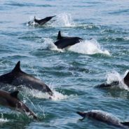 Watch As Hundreds Of Dolphins Swim Together In A ‘Superpod’