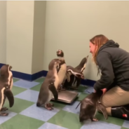 Watching Penguins Getting Weighed On A Scale Is The Cutest Thing You’ll See Today