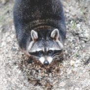 Why Do Raccoons “Douse” Their Food in Water?