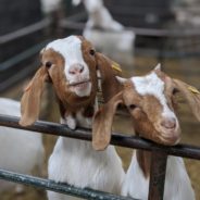 Woman Kept Her Farm Afloat Amid Pandemic Selling Video Calls With Her Goats