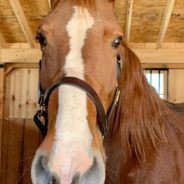 Woman Rescues Crippled Horse From Kill Pen And Writes Scathing Post To Previous Owner