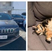 Woman Reunited With Beloved Cat One Week After Rental Car Was Stolen With Cat Inside