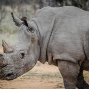 Zero Rhinos Poached In 2020, Reports Kenya Wildlife Service