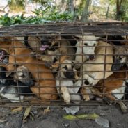 61 Dogs Rescued From Van Headed to Cambodian Slaughterhouse