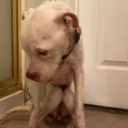 Abandoned Pit Bull Gets A New Lease On Life Thanks To A Kind Mom