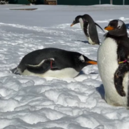 Adorable Video Captures The Moment 3 Aquarium Penguins Play In The Snow