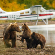 Apex Predators Are Being Hunted From The Skies In Alaska