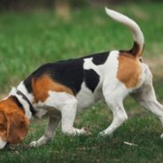 Beagle Quickly Finds Dad After Being Away For Three Months