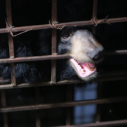 Bears Rescued From 17 Years Of Captivity In A Vietnamese Bile Farm