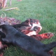 Bernese Mountain Dog And Otter Are Best Friends That Do Everything Together